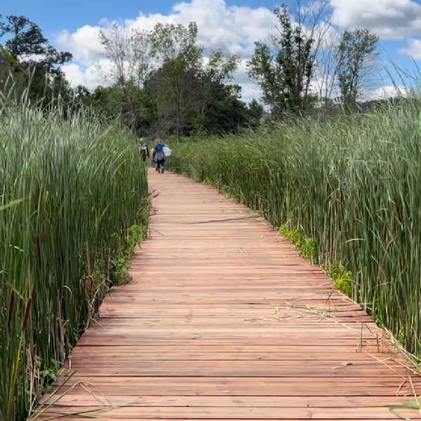 People walking on a boardwalk surrounded by reeds.